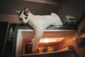 貓咪悠閒躺在冰箱上 / A cat resting on top of a refrigerator