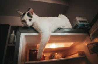 貓咪悠閒躺在冰箱上 / A cat resting on top of a refrigerator
