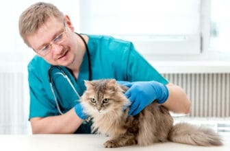 獸醫定期為貓咪做健康檢查（家電也需要定期保養）/ Veterinarian giving a cat a regular check-up